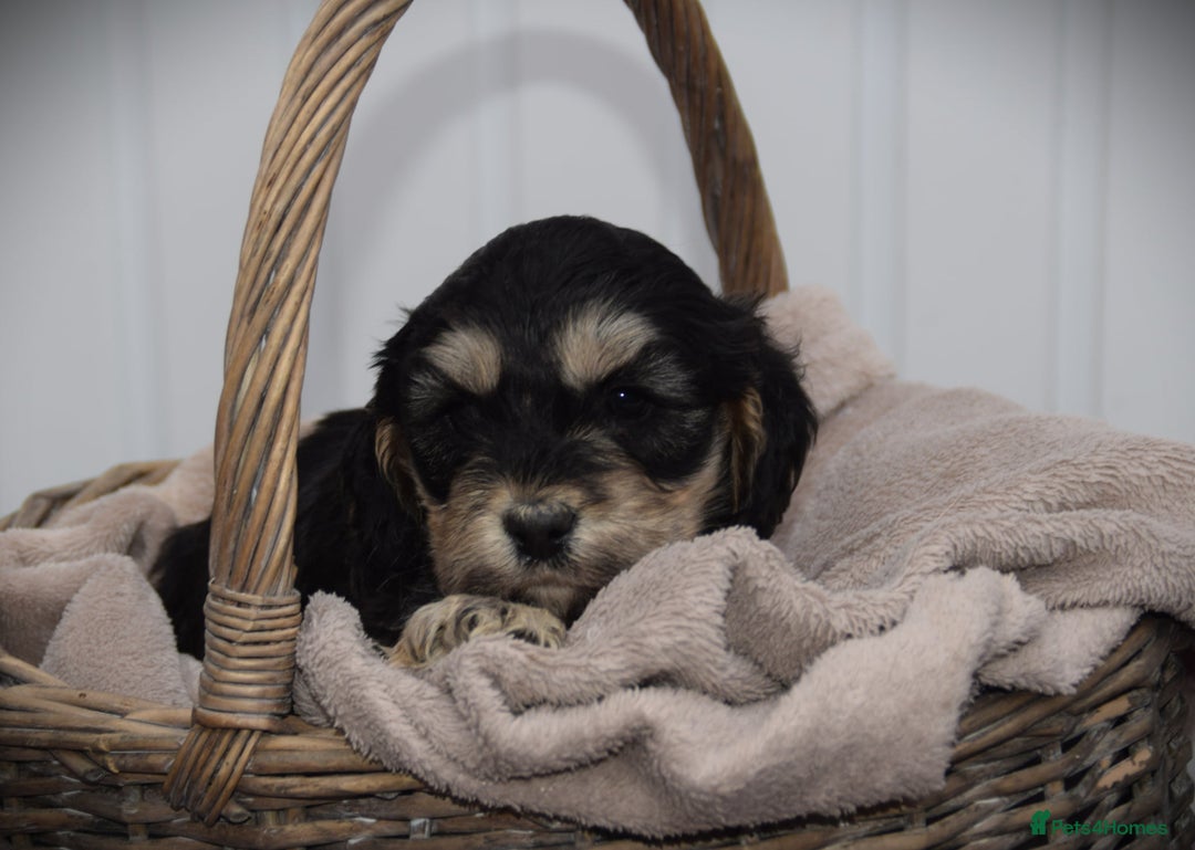 Cockapoo dogs for sale: American cockapoos (yankydoodles)  - Advert 6