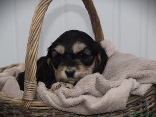 Cockapoo dogs American cockapoos (yankydoodles) - Advert 4