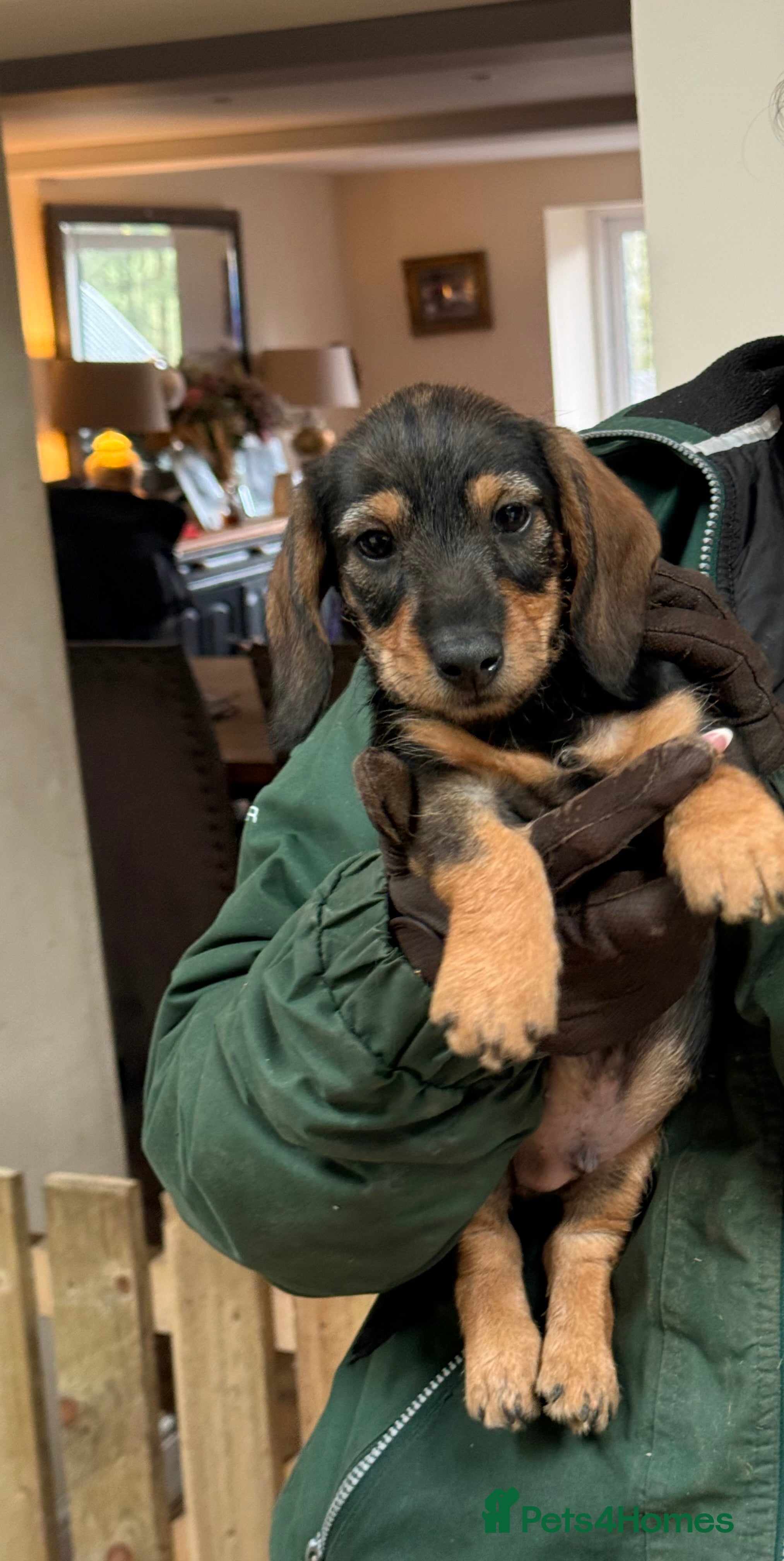 Dachshund dogs Miniature Silky Dachshund  - Advert 2