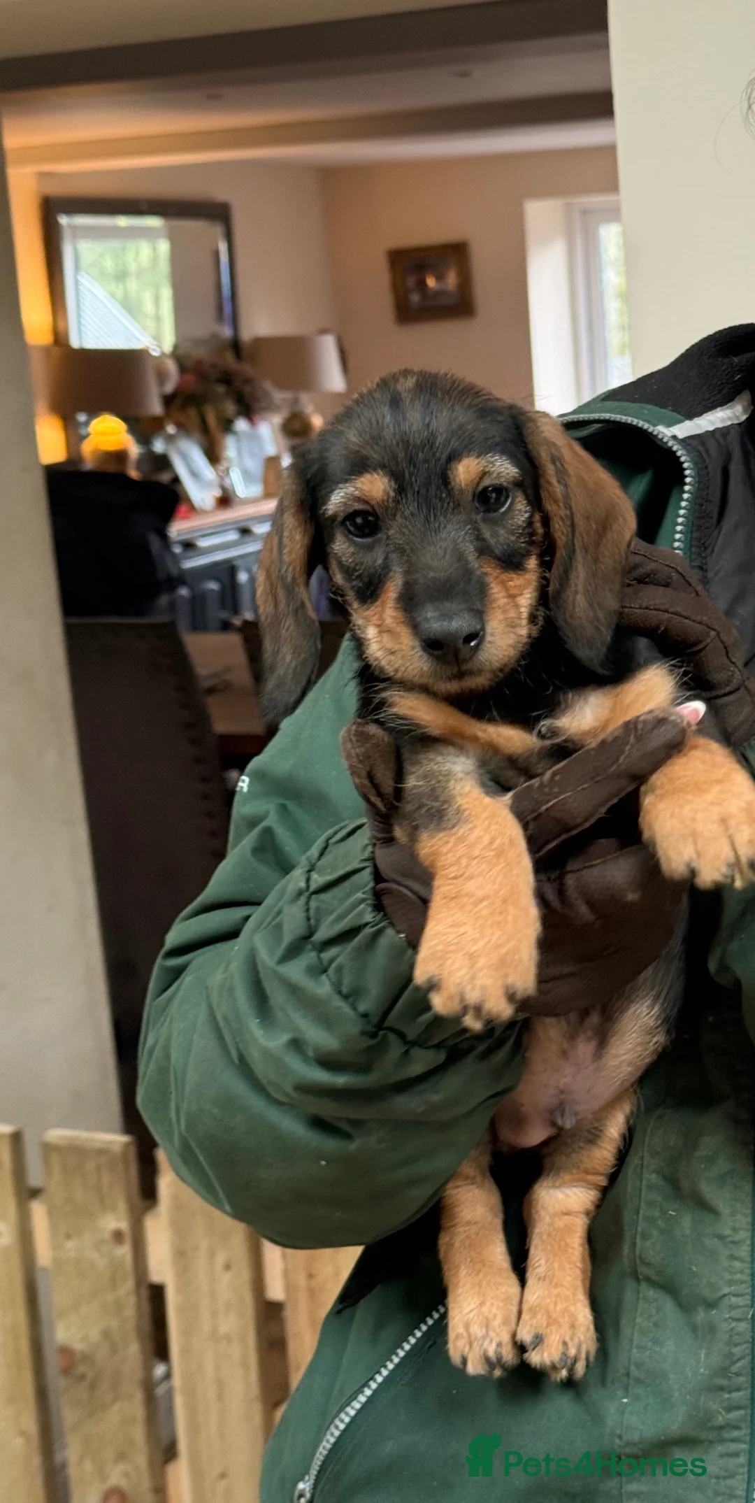 Dachshund dogs for sale: Miniature Silky Dachshund  - Advert 2