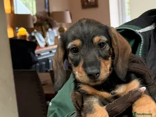 Dachshund dogs Miniature Silky Dachshund - Advert 2