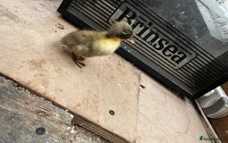 Chickens poultry for sale: PURE BRED CHICKS & DUCKLINGS  - Image 9