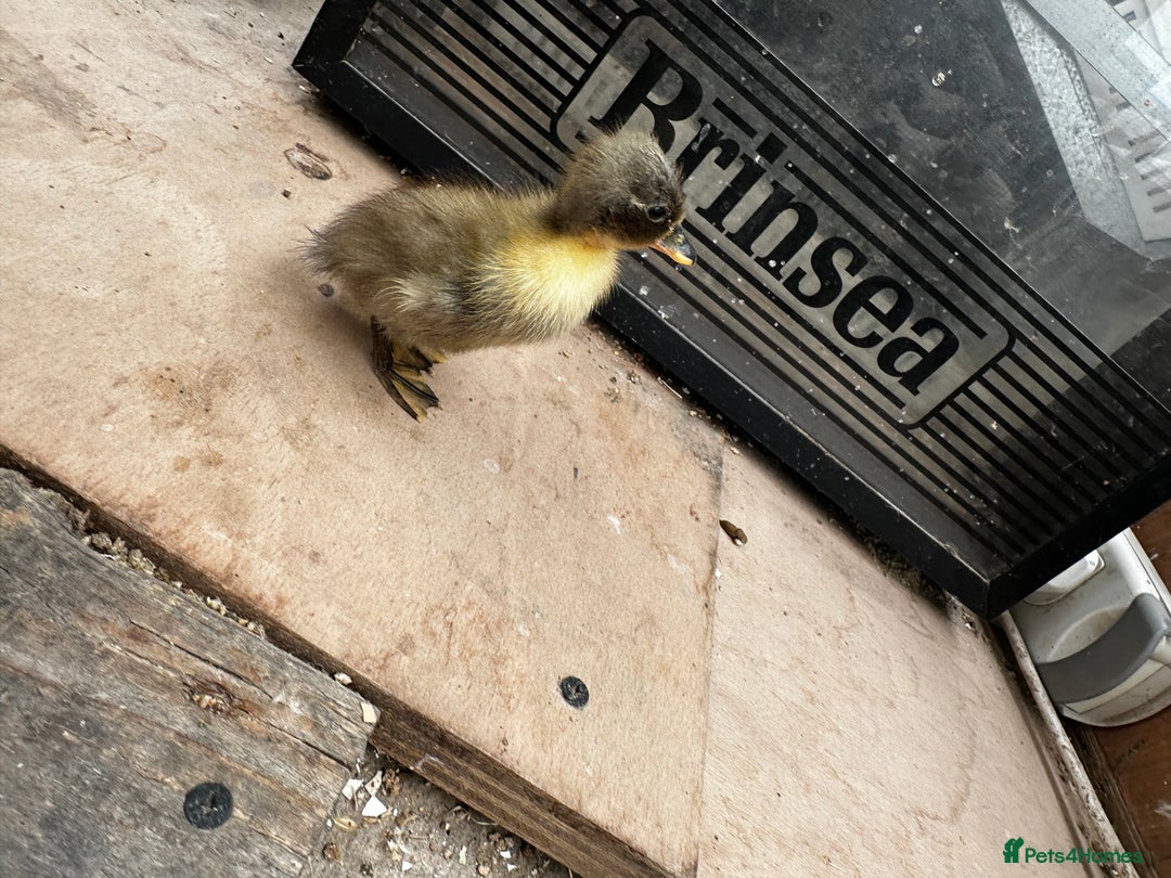 Chickens poultry for sale: PURE BRED CHICKS & DUCKLINGS  - Image 9