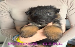 German Shepherd dogs for sale: hip scored DM Clear and DNA tested parents - Image 19
