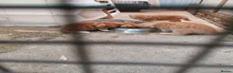Mixed Breed cats for sale: Kittens for new homes in Ilminster - Advert 5