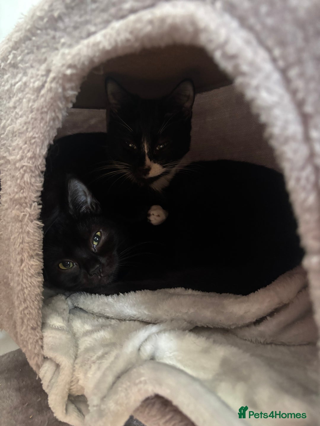 British Shorthair cats for sale: 2 beautiful sisters for sale - Advert 7