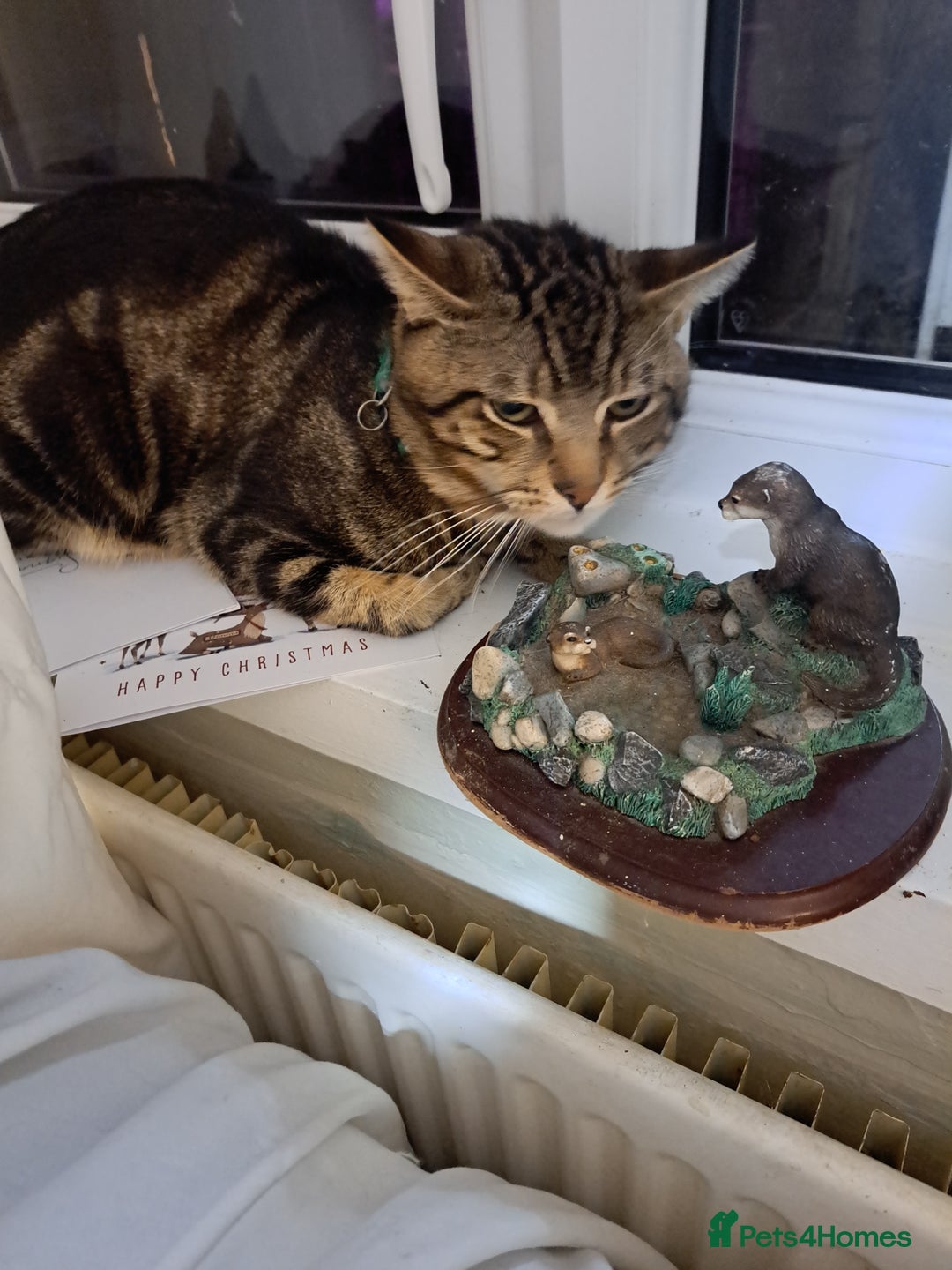 British Shorthair cats for sale: Tabby cat - Advert 2