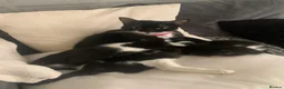 Mixed Breed cats for sale: 3 male kittens available  - Advert 1