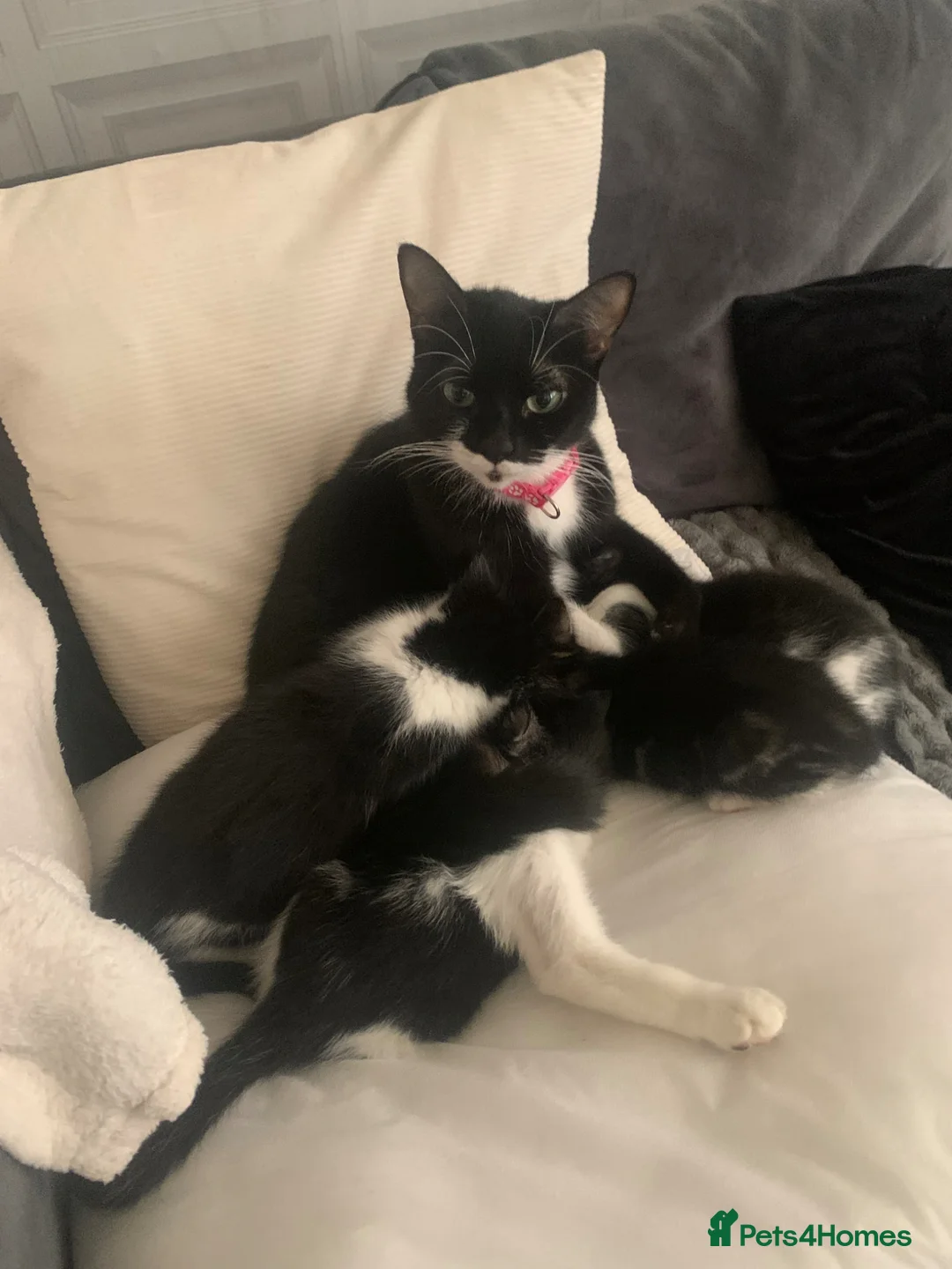 Mixed Breed cats for sale: 3 male kittens available  - Advert 1