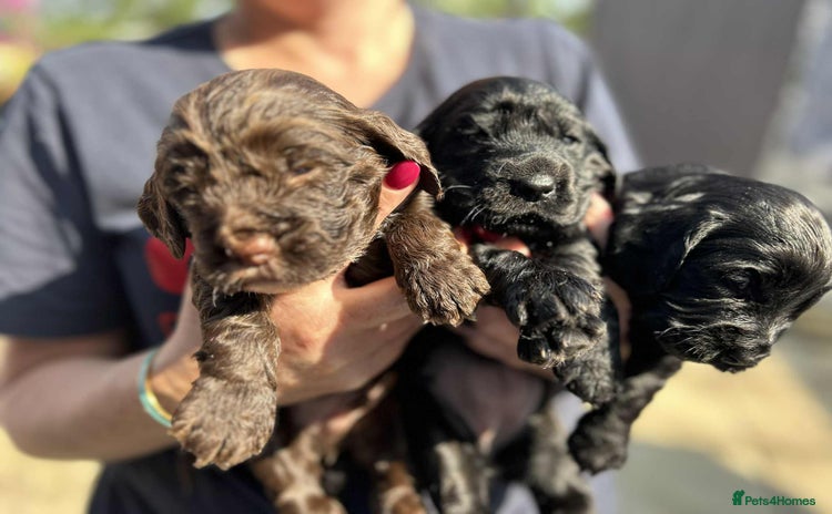 Cockapoo dogs - Advert 4