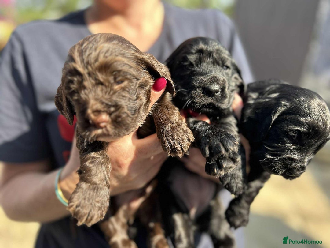 Cockapoo dogs for sale: Beautiful litter of cockerpoos - Image 1