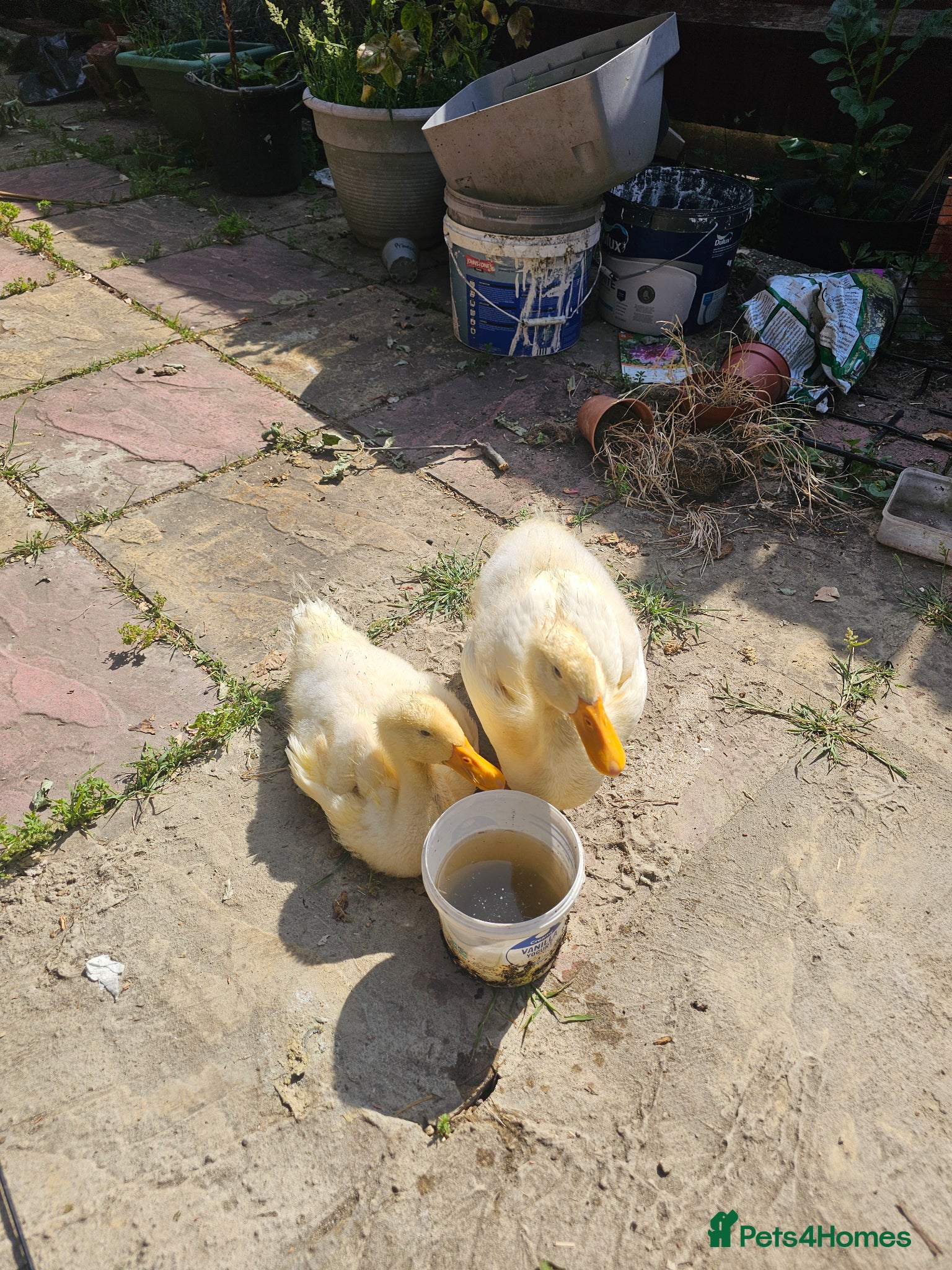 Ducks poultry for sale: 2 Aylesbury Ducklings for Sale in Croydon - Advert 2