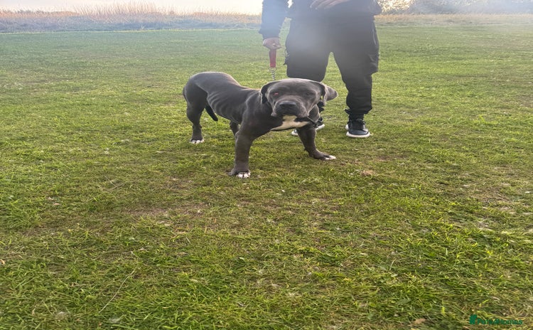 Cane Corso dogs - Advert 1