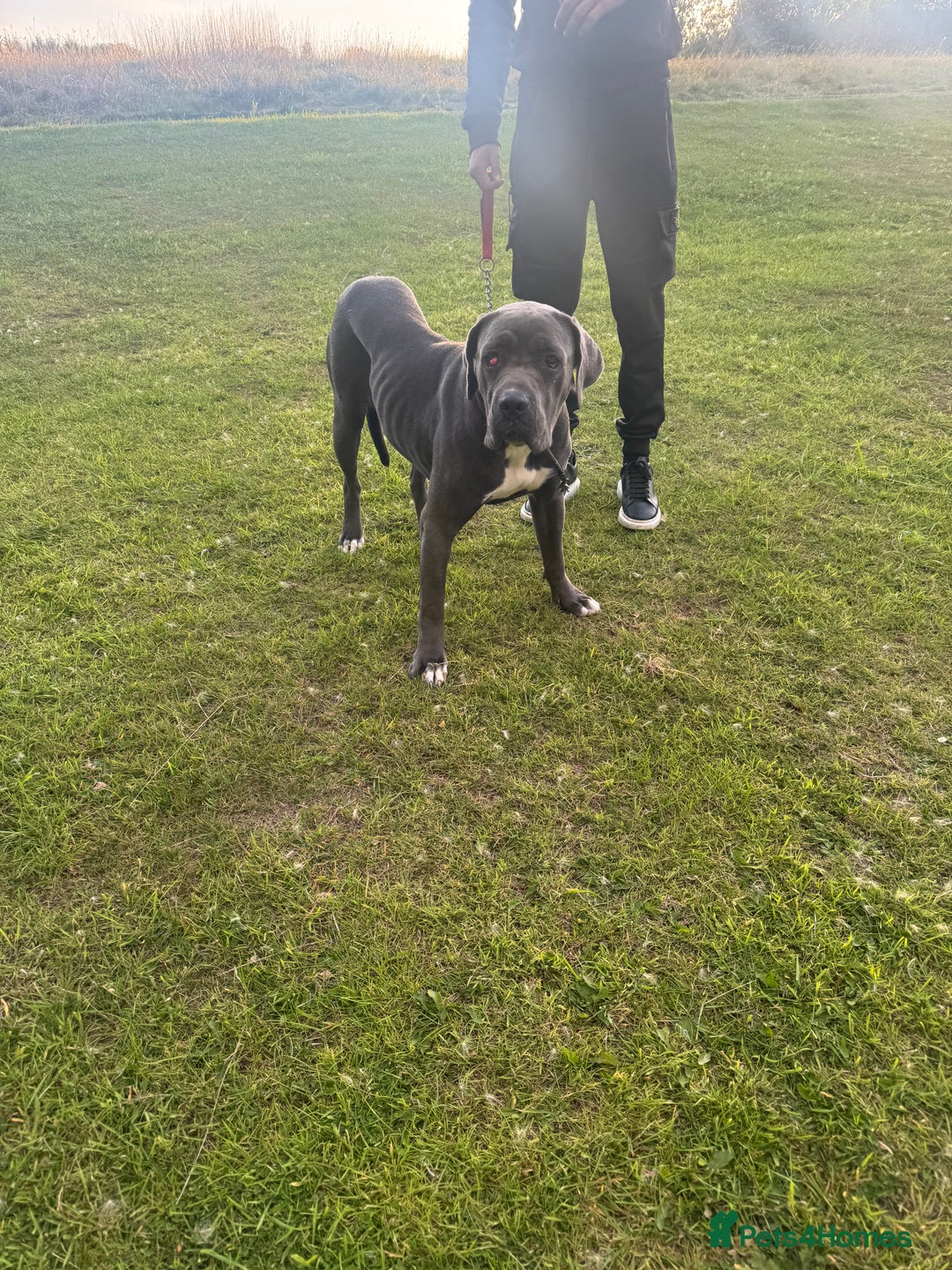 Cane Corso dogs for sale: Cane corso puppy  - Image 1