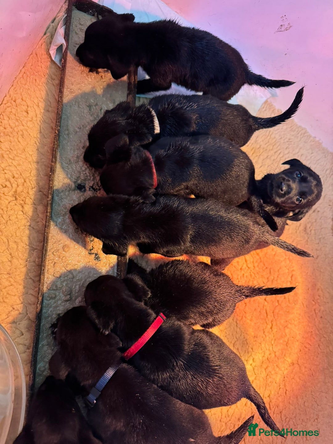 Labrador Retriever dogs for sale: Gorgeous Black Labrador Puppies  - Advert 5
