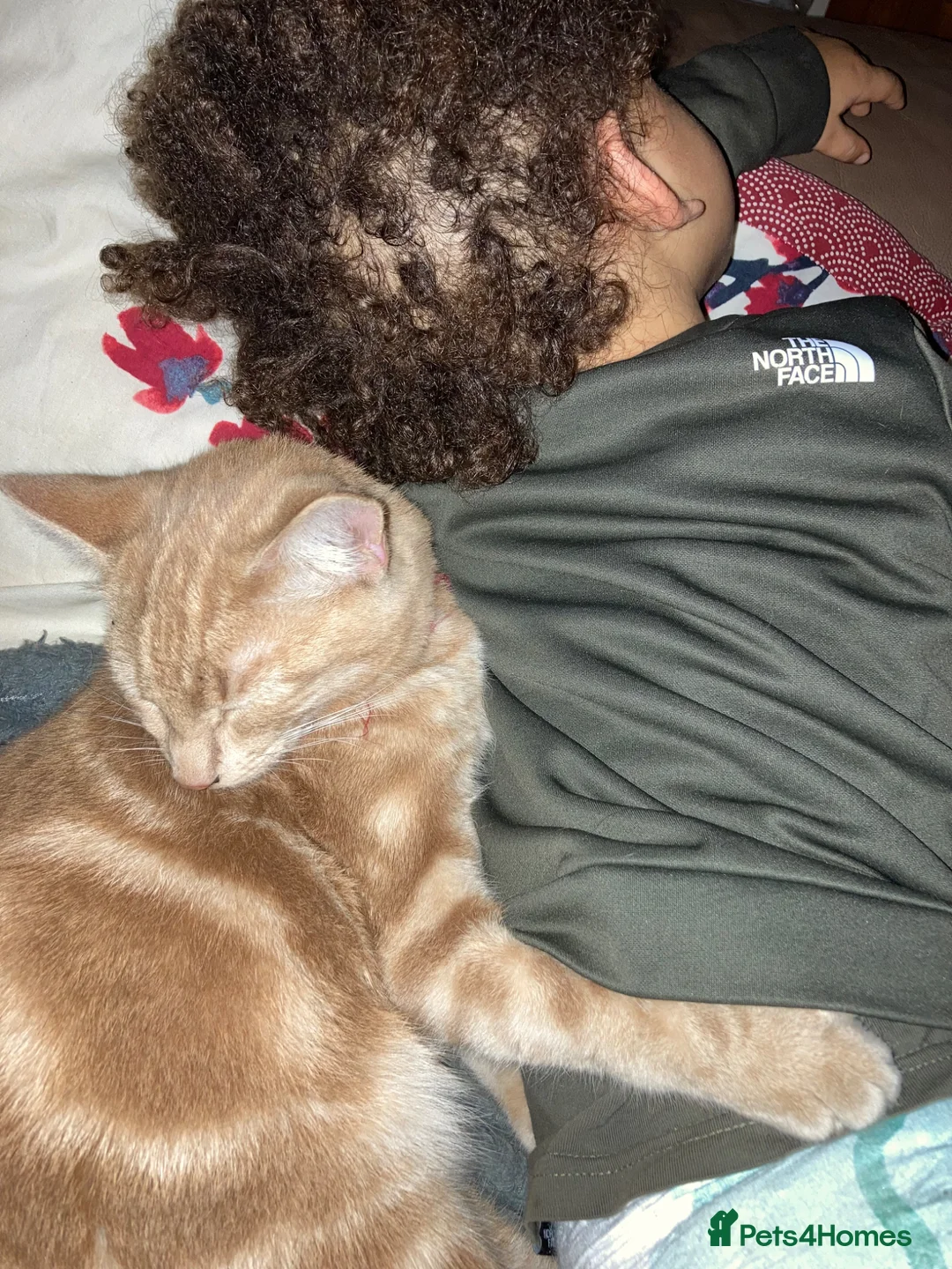 Mixed Breed cats for stud: Frank - Advert 2