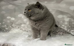 British Shorthair cats for stud: 🏆 BLUE STUD TiCA GCCF  CARRYING CHOCOLATE  in Derby - Image 1