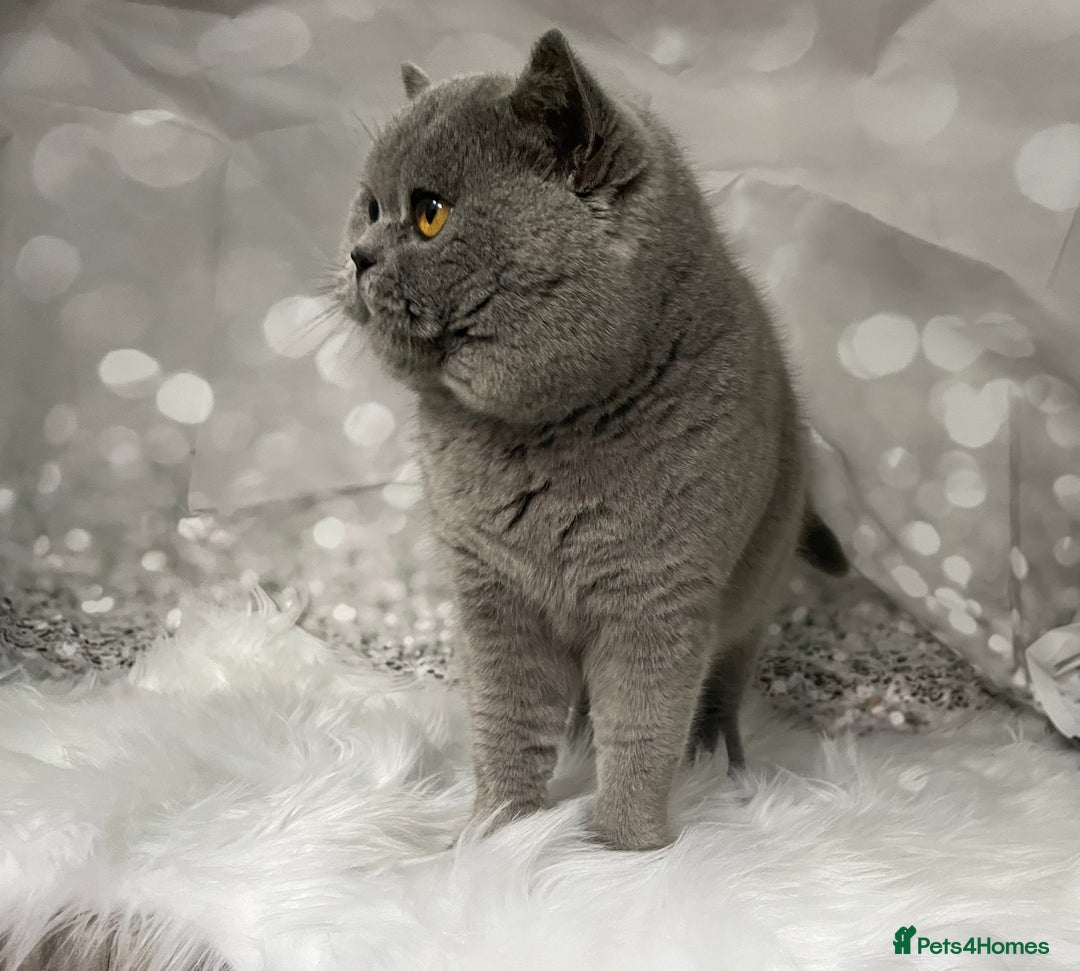 British Shorthair cats for stud: 🏆 BLUE STUD TiCA GCCF  CARRYING CHOCOLATE  in Derby - Image 1