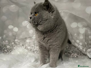 British Shorthair cats in Derby - Advert 27