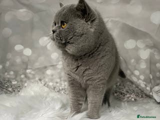 British Shorthair cats 🏆 BLUE STUD TiCA GCCF CARRYING CHOCOLATE in Derby - Advert 22