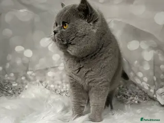 British Shorthair cats 🏆 BLUE STUD TiCA GCCF CARRYING CHOCOLATE in Derby - Advert 12
