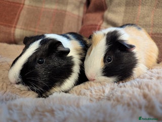 Guinea Pig rodents Gorgeous young guinea pigs - Advert 10