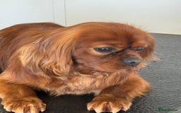 Cavalier King Charles Spaniel dogs for stud: Fully Health Tested Cavalier King Charles Stud in Prudhoe - Image 4