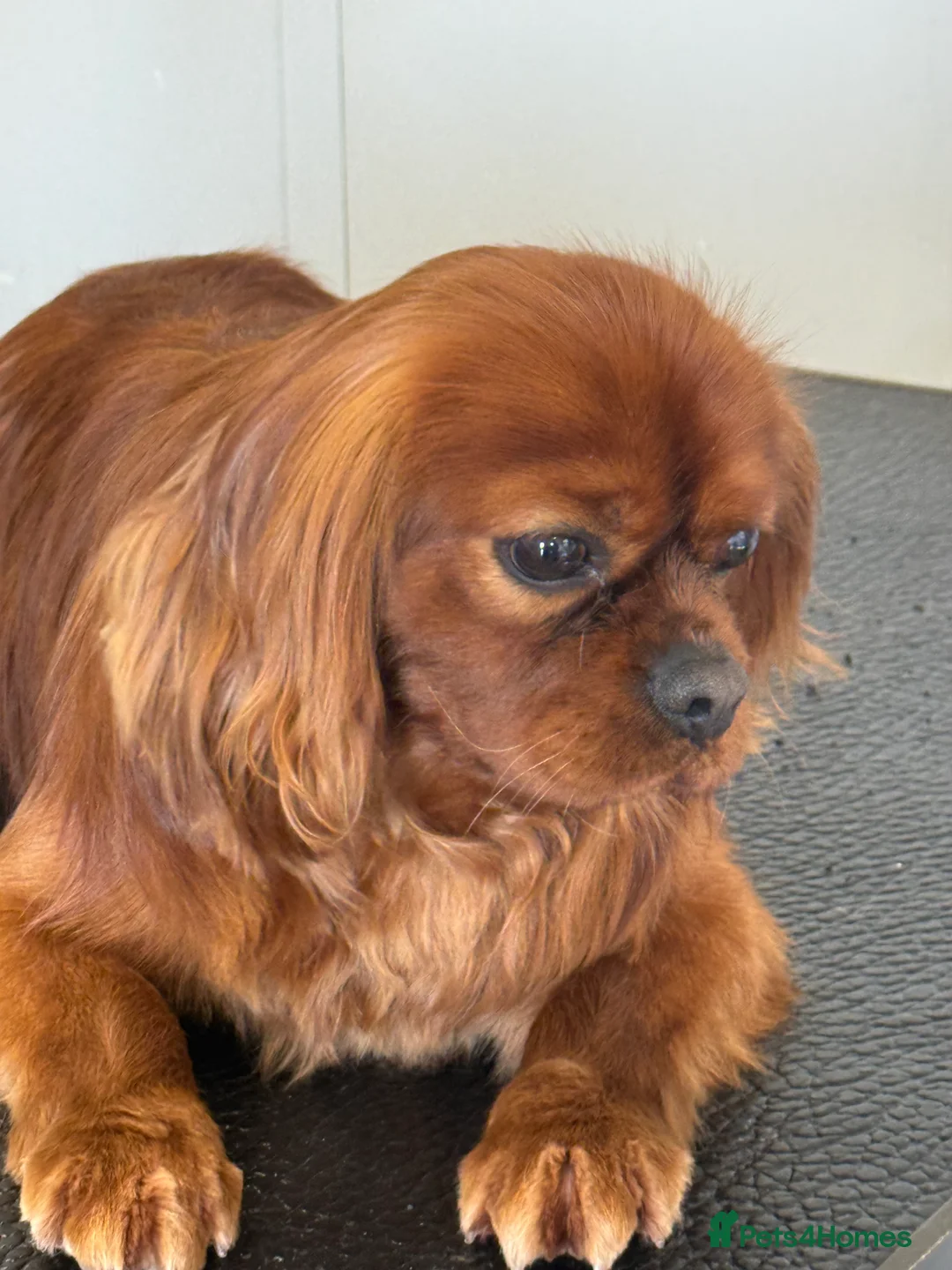 Cavalier King Charles Spaniel dogs for stud: Fully Health Tested Cavalier King Charles Stud in Prudhoe - Advert 4