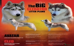 Siberian Husky dogs for sale: Beautiful KC registered Siberian puppies  - Image 1