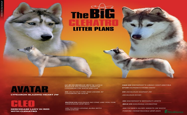 Siberian Husky dogs - Advert 4