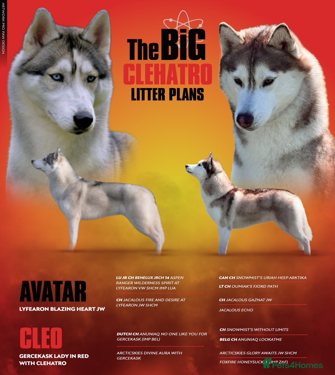 Siberian Husky dogs for sale: Beautiful KC registered Siberian puppies  - Image 1