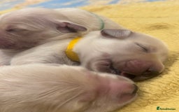 Golden Retriever dogs for sale: 7 beautiful Golden Retriever puppies  - Image 6