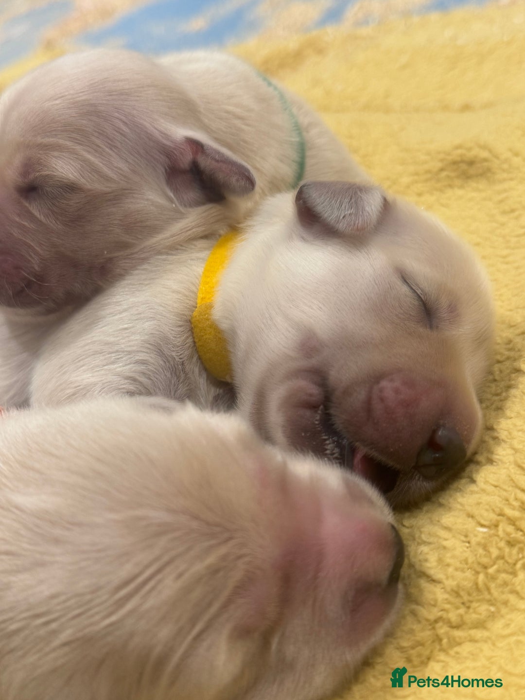 Golden Retriever dogs for sale: 7 beautiful Golden Retriever puppies  - Image 6