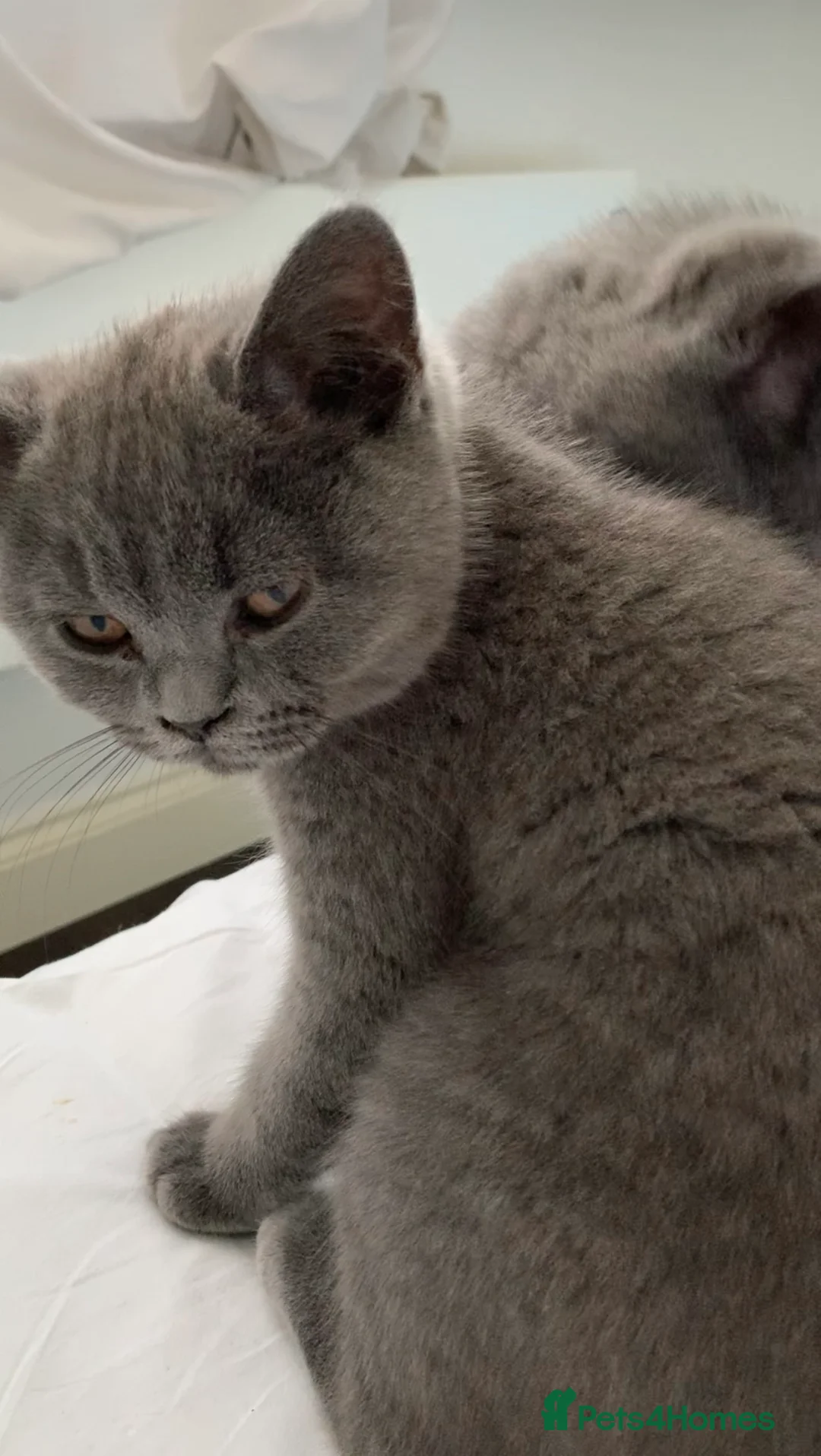 British Shorthair cats for sale: British Shorthair Blue Kittens 💛 Raised with Love - Advert 17