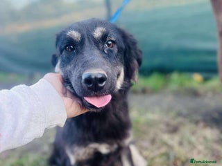 Mixed Breed dogs Optimistic Orsin - Advert 1