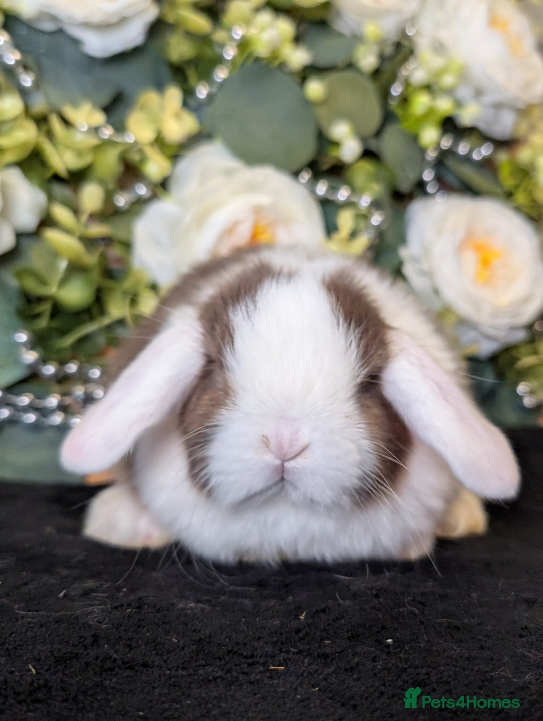 Mini Lop rabbits for sale: ❤️Stunning mini lop babies❤️ - Advert 28