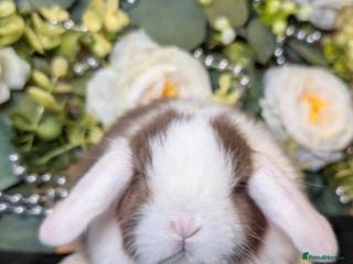 Mini Lop rabbits ❤️Stunning mini lop babies❤️ - Advert 10