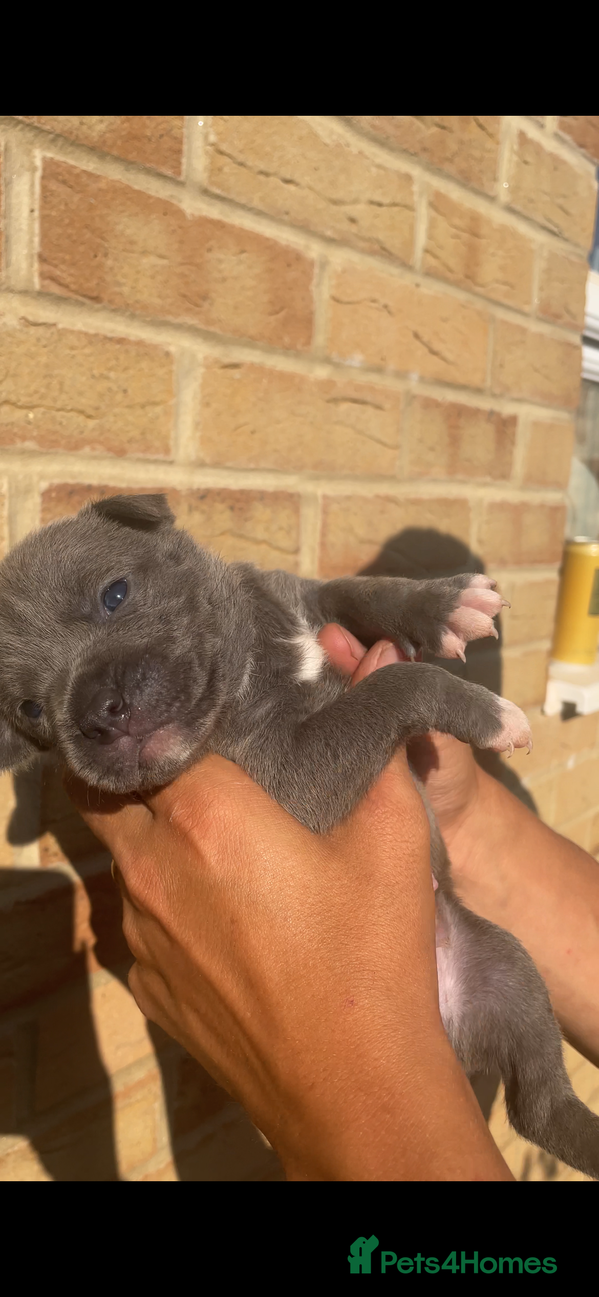 Staffordshire Bull Terrier dogs KC-QUALITY BLUE STAFFORDSHIRE BULLTERRIER PUPPIES - Advert 2
