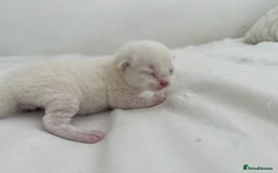 Ragdoll cats for sale: BLUE POINT RAGDOLL KITTENS! - Image 3