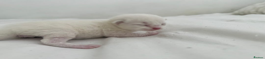 Ragdoll Kitten 3