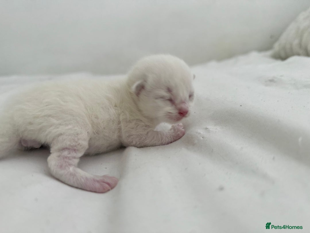 Ragdoll cats for sale: BLUE POINT RAGDOLL KITTENS! - Image 3