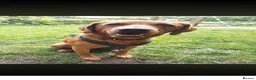 Mixed Breed dogs for sale: Puppies  - Advert 7
