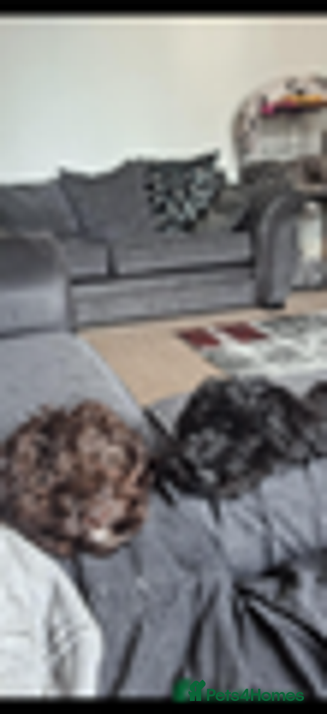 Cockapoo dogs for sale: 1 female left beautiful F2 Cockapoo puppies  - Advert 7