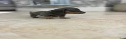 Miniature Dachshund dogs for sale: Stunning Dachshunds - Advert 9