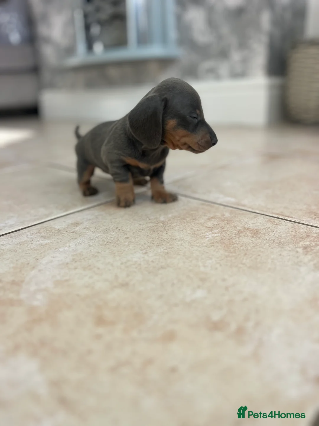 Miniature Dachshund dogs for sale: Stunning Dachshunds - Advert 9