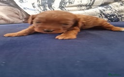 Cavapoo dogs for sale: Cavapoo f1b - Image 3