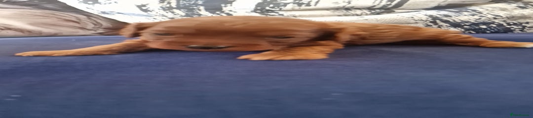 Cavapoo Puppy 1