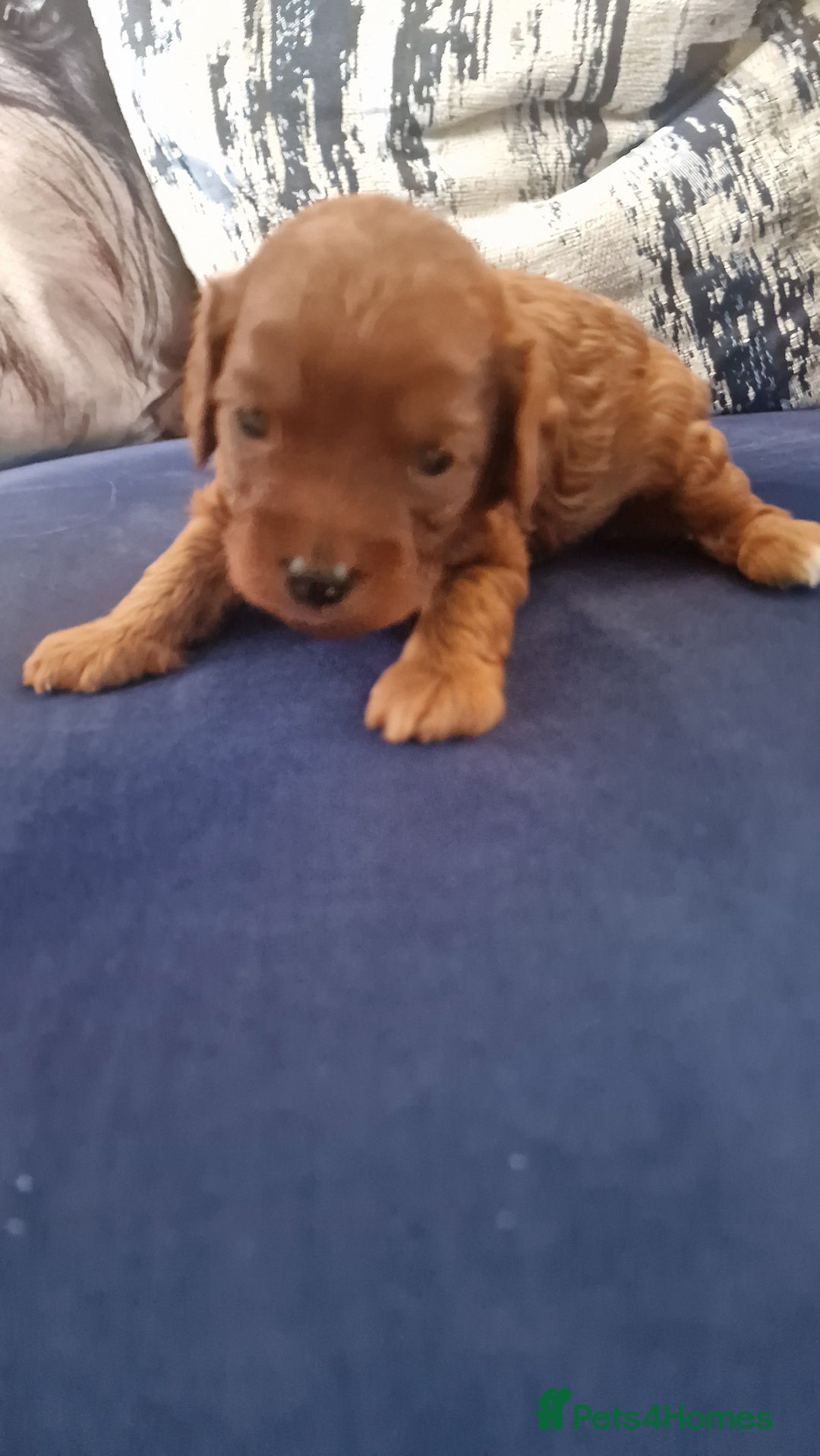 Cavapoo dogs for sale: Cavapoo f1b - Image 3