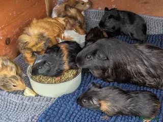 Guinea Pig rodents Very pretty baby guinea pigs ready July - Advert 1