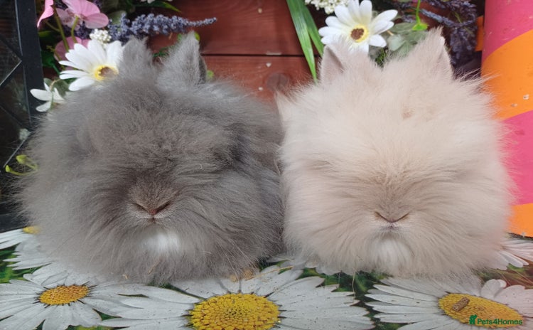 Lionhead rabbits in Barnsley - Advert 2